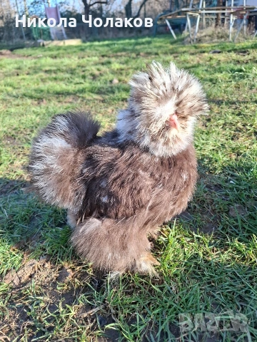 Американски копринки яйца , снимка 2 - Кокошки и пуйки - 54215690