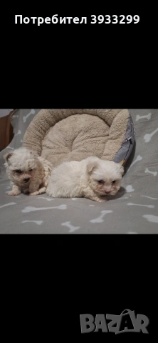 Малтийска болонка мини , снимка 4 - Болонка - 53921434