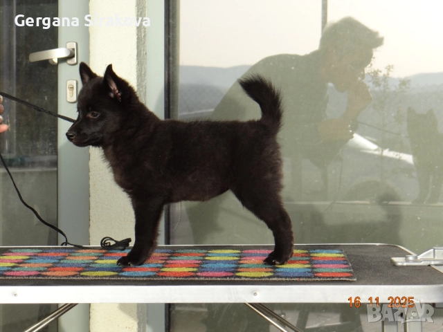 Шиперке - уникални малки кучета, снимка 2 - Други - 52115812