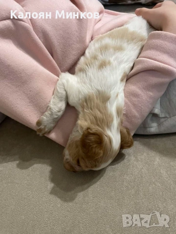 Бретон шпаньол , снимка 4 - Бретон шпаньол - 54016947