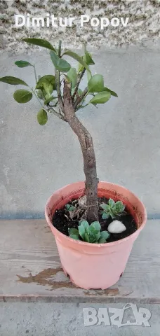 Бонсай  и Кварцов камък, снимка 2 - Стайни растения - 48935706