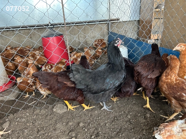 Ярки и петлета Австралорп и Родайланд