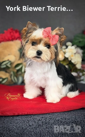 Йоркширски Териер, мини момиче с родословие и доставка 