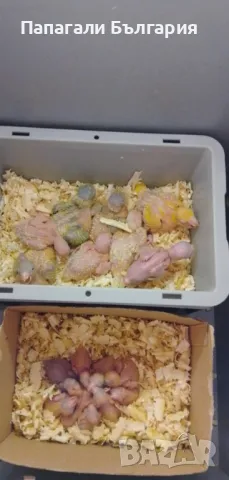 Ръчно хранени папагалчета Монах, снимка 5 - Папагали - 50417000