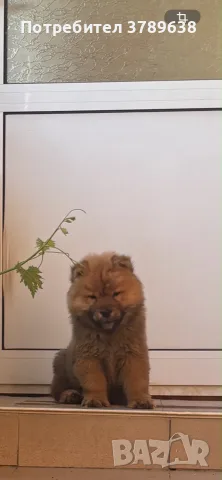 Чау - Чау  💙🐾🐶 Най-пухкавите Чау Чау бебета очакват своите нови семейства , Много скоро 🎉🪭❤️✨🐾🥰🐩➡️⤵️, снимка 5 - Чау Чау - 55342819