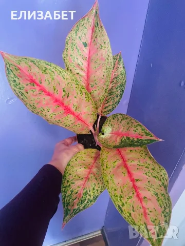 Aglaonema Aglaonema 