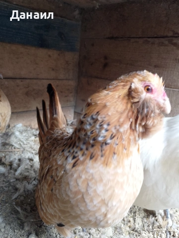 Антверпенска брадата бантамка, снимка 2 - други­ - 53381041