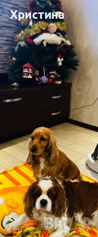 Кученца на два месеца Кавалер и Кокер, снимка 2 - Други - 52678552