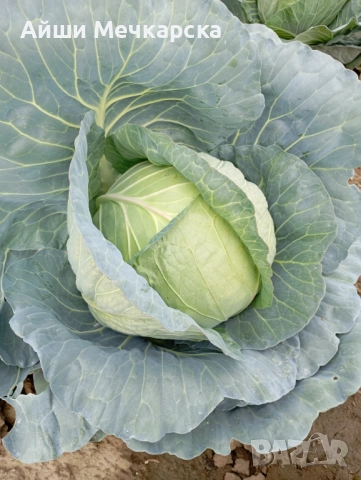 Продавам зеле Чиърс на едро , снимка 3 - Други - 52086423