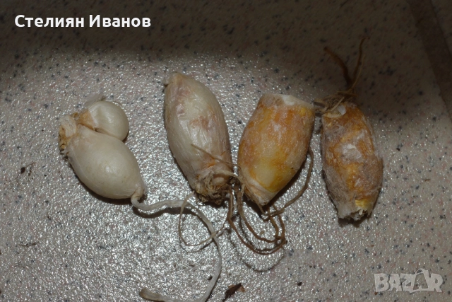 Ифейон – тъмносин (Ipheion uniflorum 'Rolf Fiedler') – луковици, снимка 2 - Сортови семена и луковици - 52372401