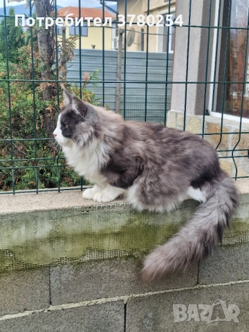 Мейн Кун , снимка 8 - Мейн кун - 52314032