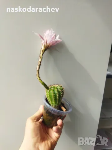 Кактус цъфтящ , снимка 12 - Стайни растения - 49928084