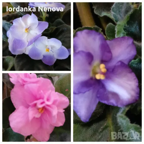 Сентополия 