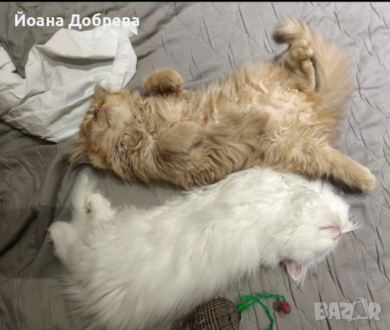 Породисти пухкави персийски котета, снимка 5 - Персийска - 52670996