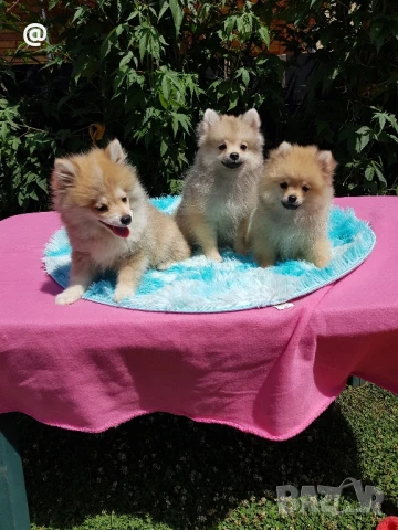 Померан померани Гр София, снимка 1