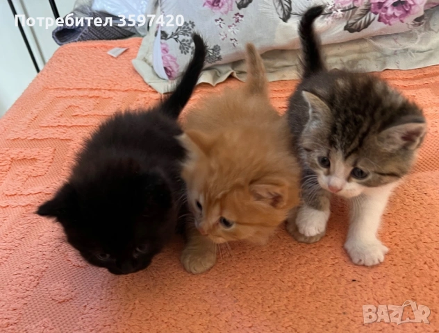 Котенца майка персийка баща ангорец , снимка 3 - Ангорски - 54076597