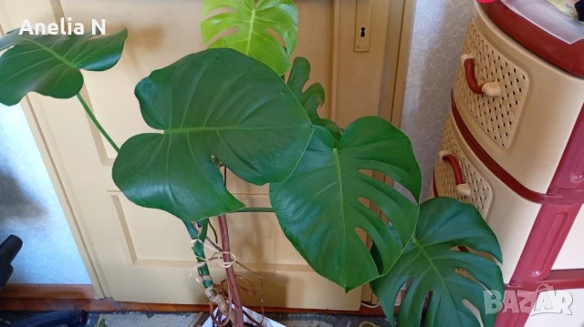 Филодендрон