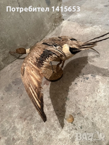Продавам препарирана патица, снимка 3 - Антикварни и старинни предмети - 52950125