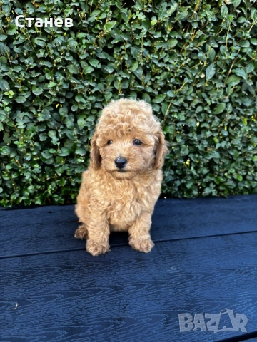 Мини пудели / Mini Poodles, снимка 9 - Пудели - 56439896