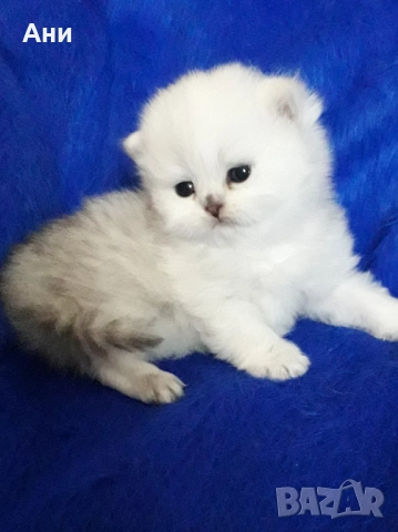 Момченце.Истинска Красота, снимка 3 - Други - 52293878