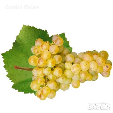 Продавам Мискет , снимка 2 - Домашни продукти - 56172863