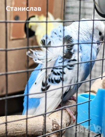 продавам вълнисти папагали, хиликоптери и чачулата амадинка, снимка 4 - Папагали - 53278956