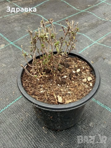 Мащерка маточина 