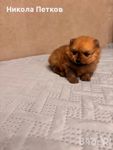 Померан мини, снимка 6 - Померан - 52910461