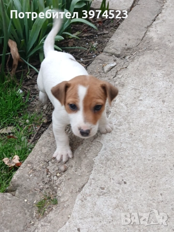  Джак ръсел , снимка 7 - Джак ръсел териер - 53719399