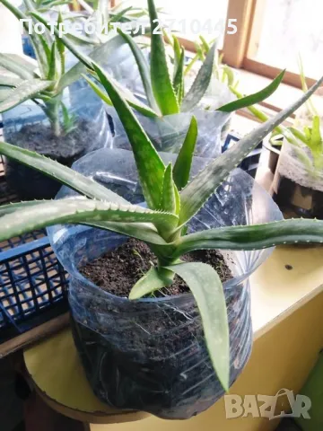 Лечебно Алое Вера и Дървовидно алое, снимка 3 - Стайни растения - 34336379