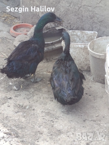 Каюга , снимка 8 - други­ - 54259015