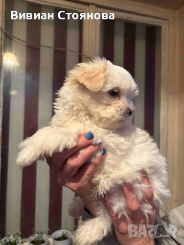 Йорки голд дъст, снимка 6 - Йоркширски териер - 53988971