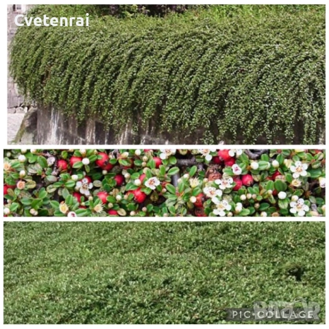 Котонеастър, снимка 1