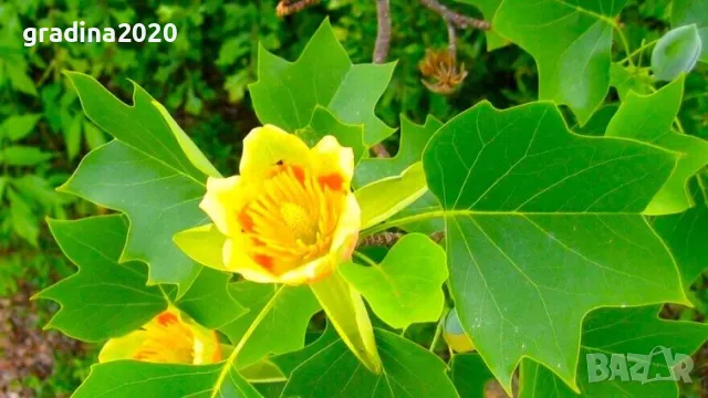 Лирово дърво (Liriodendron)