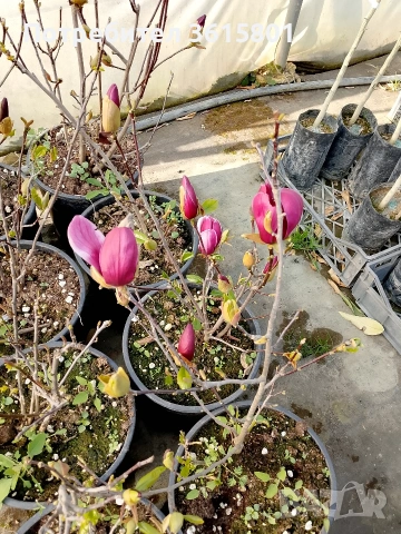 лавровишна , снимка 3 - Градински цветя и растения - 53971651