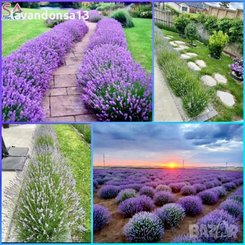  Мурсалски Чай – Разсад на Гол Корен | Планинска Билка, снимка 11 - Градински цветя и растения - 47333197