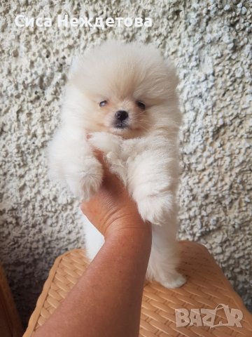 Померани мини меченца , снимка 2 - Померан - 39113528