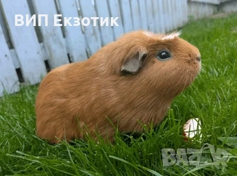 ПРОДАВА МОРСКИ СВИНЧЕТА, снимка 2 - Морски свинчета - 17810530