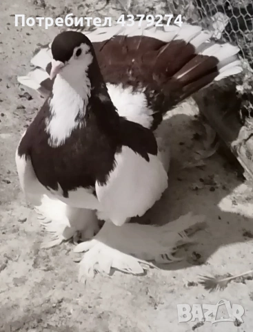 млади гълъби, снимка 3 - Гълъби - 54129247