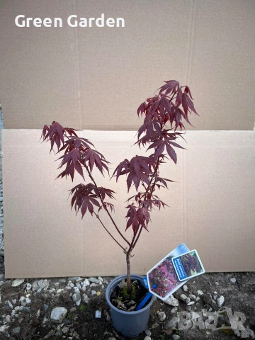 Acer японски клен 