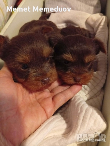 Мини йорки, снимка 3 - Йоркширски териер - 52890475