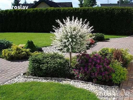 Японска върба , снимка 7 - Градински цветя и растения - 53878338