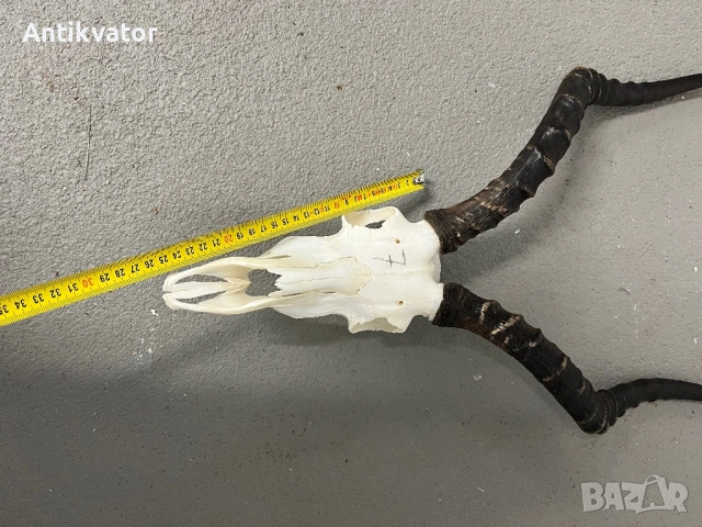 Трофей от африканска импала, снимка 7 - Декорация за дома - 54345812