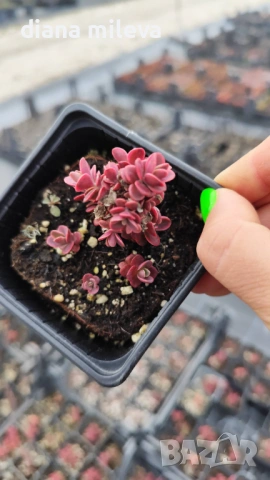 Седум Горски Пожар, Sedum SunSparkler Wildfire , снимка 4 - Градински цветя и растения - 49936159