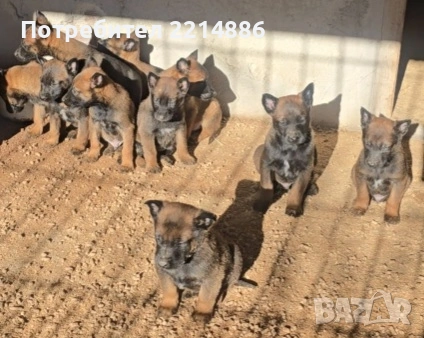 Белгийски овчарки-Малиноа , снимка 11 - Други - 52341802