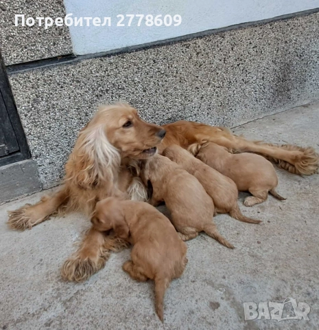Продавам Английски кокер шпаньол , снимка 7 - Кокер шпаньол - 53928442