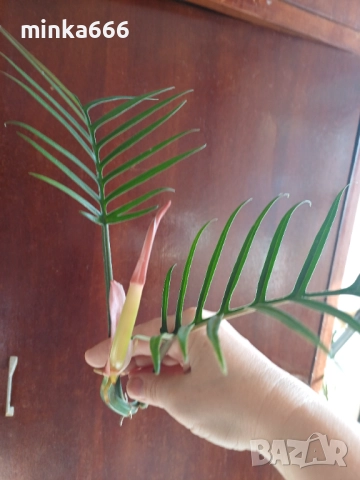 Резник филодендрон тортум, снимка 3 - Стайни растения - 52414495