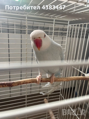 Малки александри