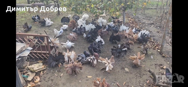 Фенерлии от старата линия , снимка 2 - Гълъби - 52689155