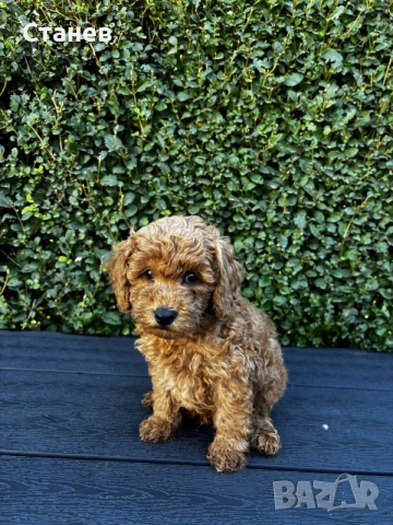 Мини пудели / Mini Poodles, снимка 5 - Пудели - 56439896